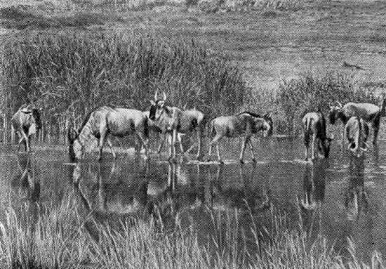 Антилопы гну на водопое. В то время как все пьют, одна стоит на страже: лев может быть поблизости