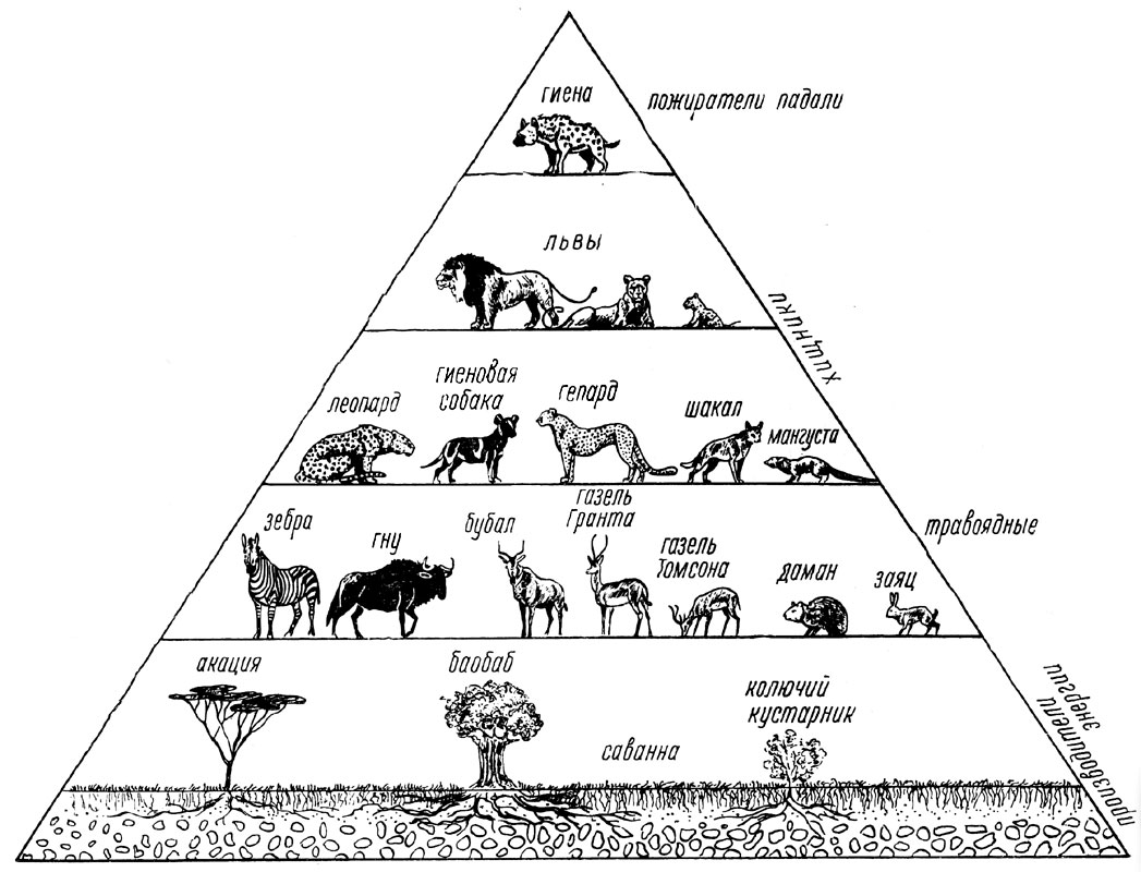 Пирамида жизни