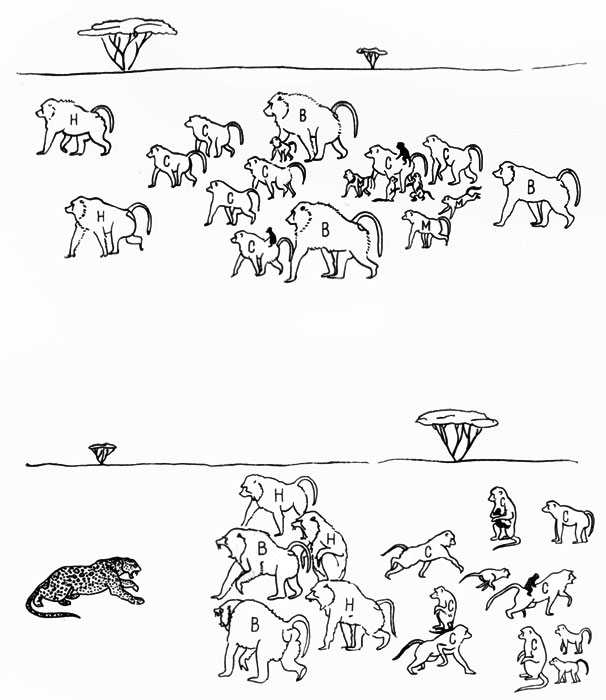 Походный порядок стада павианов: самки (С), детеныши и молодняк (М) следуют в центре, прикрываемые самцами-вожаками (В). Самцы низшего ранга (Н) находятся впереди и позади группы. При нападении леопарда самцы-вожаки выходят вперед и создают неприступный барьер