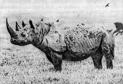 Рог черного носорога иногда достигает в длину-метра двадцати сантиметров