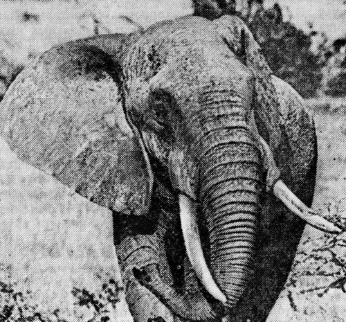 Гигантские уши слона — хорошие терморегуляторы