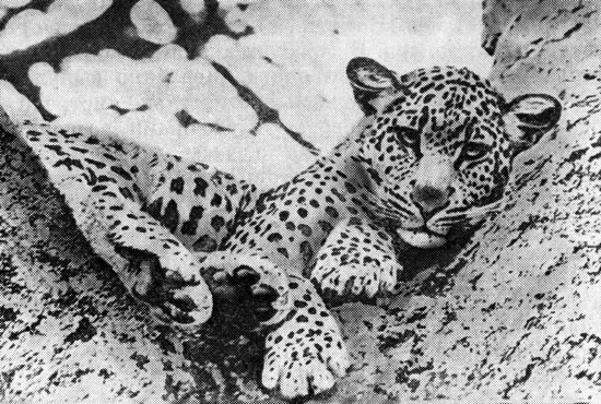 Леопард, охотящийся из засады, предпочитает развилки между ветвями