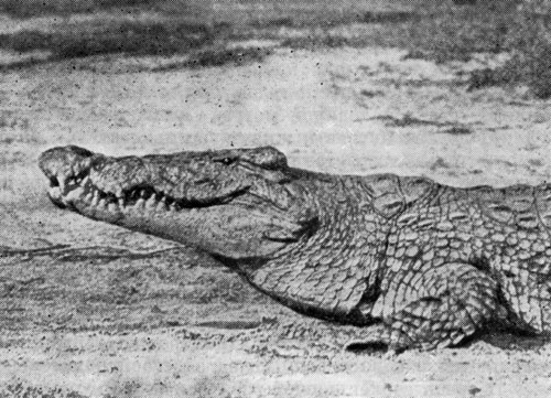 Нильские крокодилы, достигающие шести метров в длину, большую часть дня греются на солнце на береговых песчаных отмелях