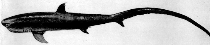 14. Акула-лисица (Alopias vulpinus)