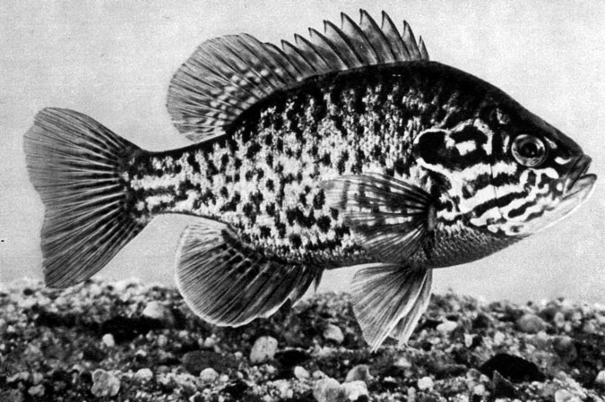 530. Солнечная рыба (Lepomis gibbosus, син. Eupomotis gibbosus)