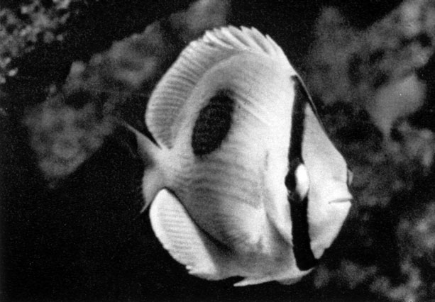 580. Chaetodon unimacuiatus (син. Chaetodon speculum)