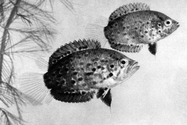 607. Рыба-обрубок, или американский многоколючник (Polycentrus schomburgki)