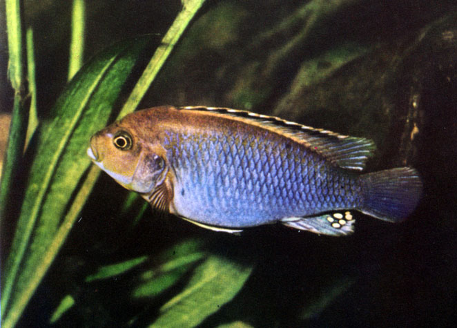Табл. 53, б. Melanochromis brevis