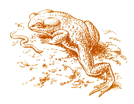 Рис. 4. Момент охоты жабы
