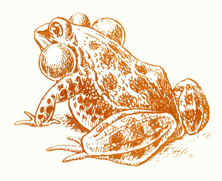 Рис. 9. Самец озерной лягушки с резонаторами
