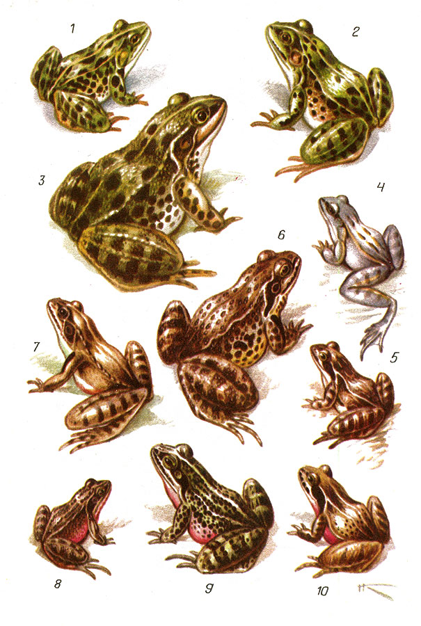 Лягушки: 1 - чернопятнистая; 2 - прудовая; 3 - озерная; 4, 5 - остромордая (вверху самец в брачном наряде); 6 - травяная; 7 - прыткая; 8 - сибирская; 9 - малоазиатская; 10 - дальневосточная
