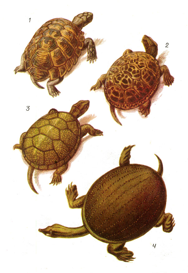 Черепахи: 1 - средиземноморская; 2 - каспийская; 3 - болотная; 4 - дальневосточная