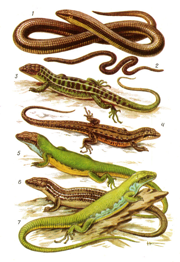 Ящерицы: 1 - желтопузик; 2 - веретеница; 3 - прыткая (самец); 4 - живородящая; 5 - зеленая (самец); 6, 7 - средняя (соответственно самка и самец)