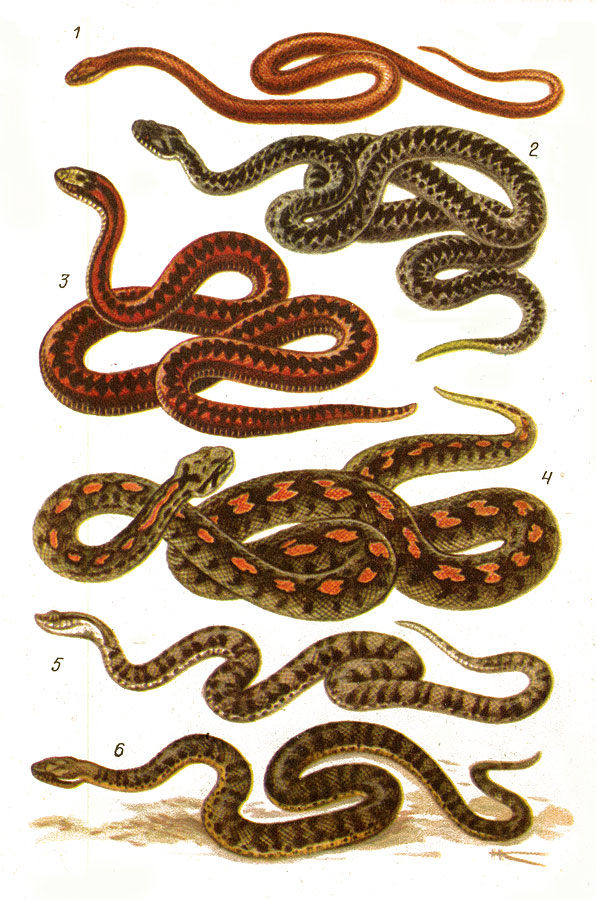 Змеи:1 - медянка обыкновенная; гадюки: 2 - обыкновенная; 3 - кавказская; 4 - малоазиатская; щитомордники: 5 - обыкновенный; 6 - дальневосточный