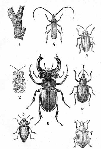 Таблица V. 1-Яблоневая щитовка (Lepidosaphes ulmi L., 0J5-3); 2-Гру­шевый клопик) Stephanitis pyri F., 3-3,3); 3-Черная златка (Capnodis tenebrionis L, 22-2d); 4-Вишневый усач (Cerambyx scopolii Fuesst.t 18-28); 5-Вязовый листоед (Galerucella luteola Mull., 6-8); 6-Вишневый слоник (Rhynchites auratus L., 5,5-9); 7-Почховый долгоносик (Sciaphobus Scualidus GylL, 5-6,э); 8-Жук-олень (Lucanus cervus L., 25-75).