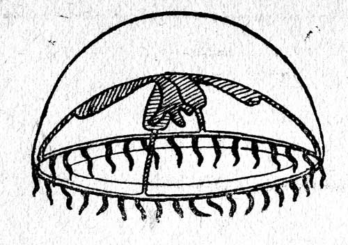 Рис. 19. Медуза Thaumantias (ув. в 3 раза)