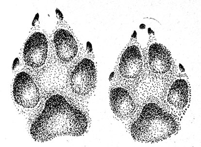 Отпечатки передней (слева) и задней лап волка.
