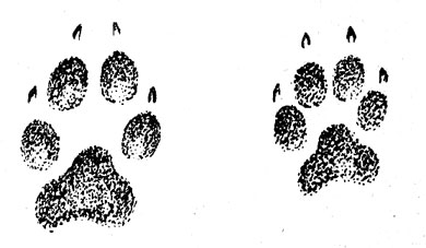 Отпечатки передних лап волка (слева) и собаки.