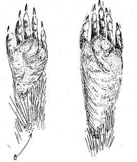 Передняя (слева) и задняя лапы енота-полоскуна. Голые подошвы, длинные пальцы, наличие чувствующих волосков - вибриссов (в) характерны для типичного деволаза